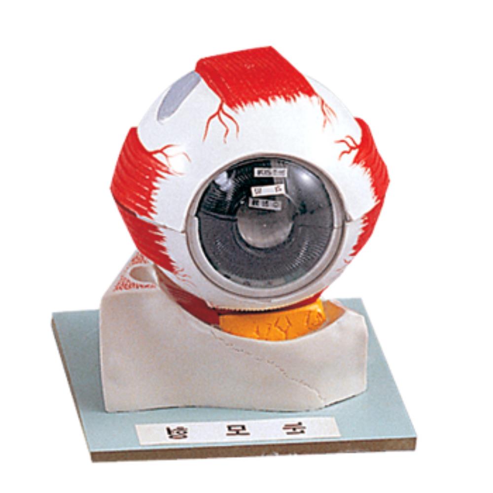 학교 병원 눈구조 기능설명 눈알모형 교육용 장기모형 선생님