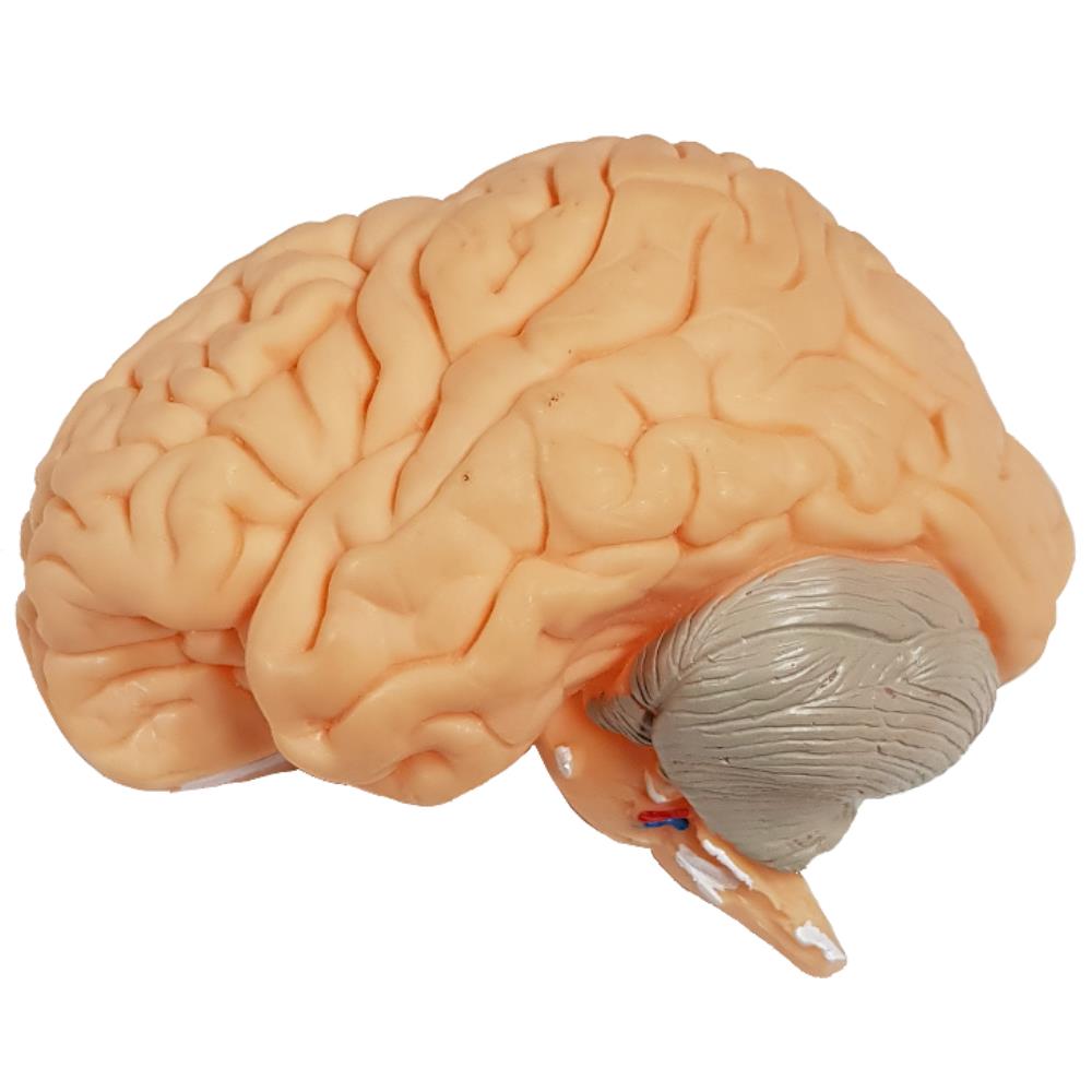 학교 뇌 구조 기능설명 3단분리 뇌모형 장기 중학교 설명용 척수