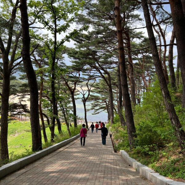 고성 해파랑길 당일여행 (설악산 화암사 숲길 능파대 아야진 해변 청간정) 지원특가