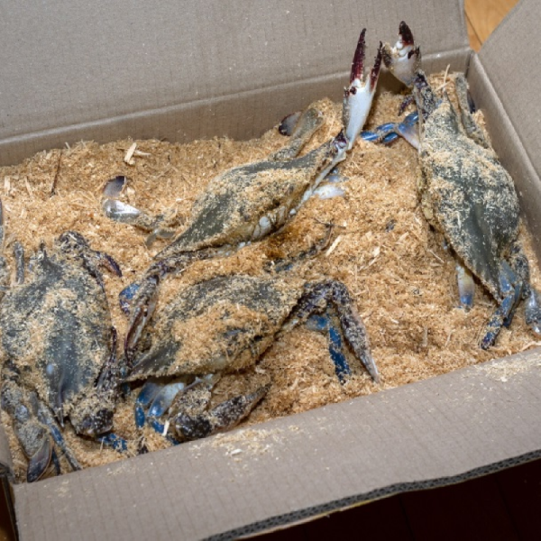 살아서 도착하는 활 톱밥꽃게 3kg 12미 내외 무료배송 국내산 활꽃게 백화점납품 백화점꽃게