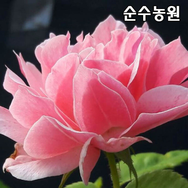 유럽사계덩굴장미(로얄바카라) 개화주 포트 1개