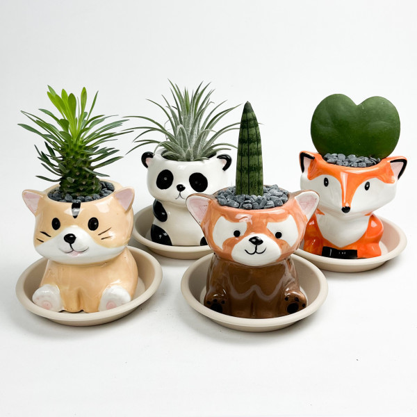 귀여운 미니 동물 화분 4종 괴마옥 스투키 이오난사 하트호야 키우기 공기정화 인테리어 식물 무료배송