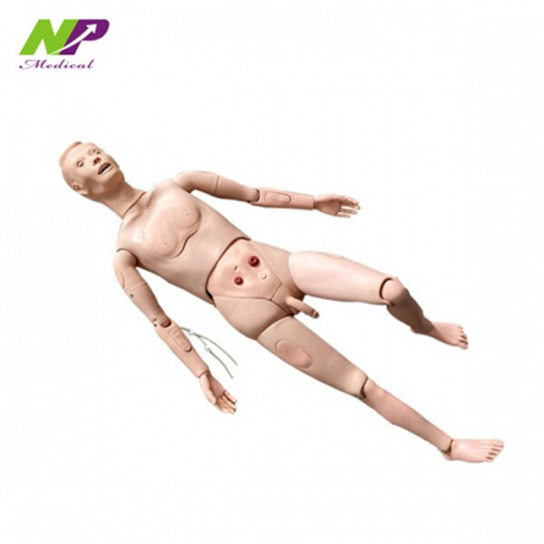 [오늘출발] 인체 모형 전신형 간호실습마네킹 간호실습모형 요양보호사교육원 간호학원