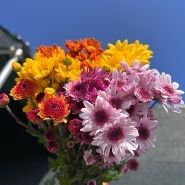 (월수금배송출발) 소국 3종 12대 혼합구성 생화택배 테이블플라워 화훼농가돕기