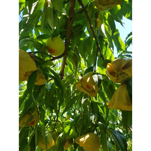 청주농원 황도복숭아나무 묘목 조생황도 원황도 중생황도 장호원황도 조생황도 원황도 중생황도 장호원황도