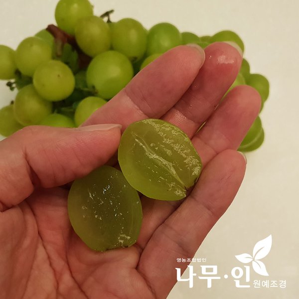 나무인 샤인머스켓포도 묘목 2개