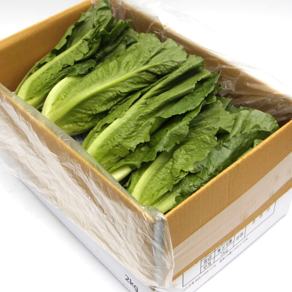 국내산 특품 통로메인 상추 반박스 1kg 쌈채소 모듬쌈 가락시장 당일새벽경매