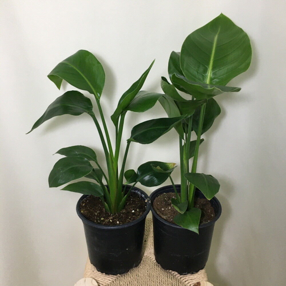 소나무집 (2개묶음) 단아한 매력의 아담이 여인초  190 화원 농원