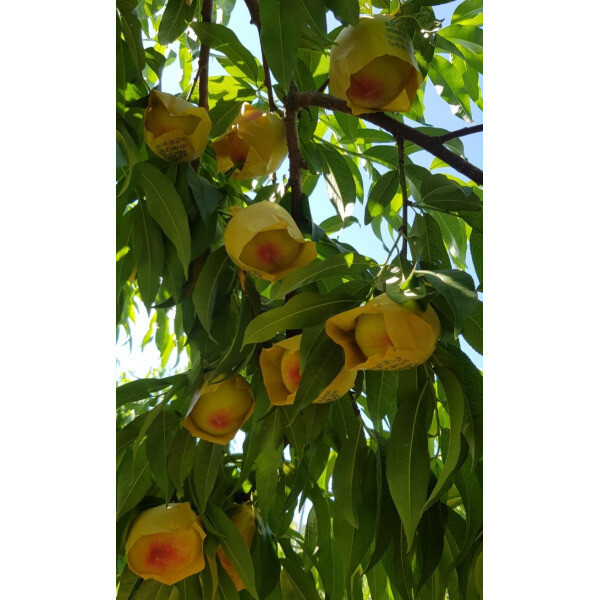 청주농원 황도복숭아나무 묘목 조생황도 원황도 중생황도 장호원황도 접목1년생