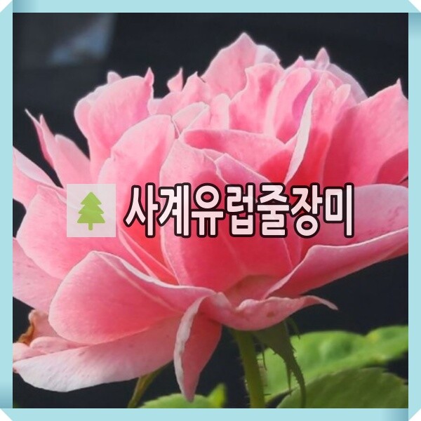 사계유럽 줄장미나무 묘목 로얄바카라 개화주