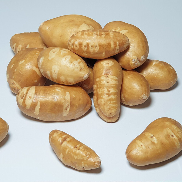 [오늘출발] 해남 인디언감자 5kg (중/대/특) 손질세척으로 편리한 땅끝마을 콩감자