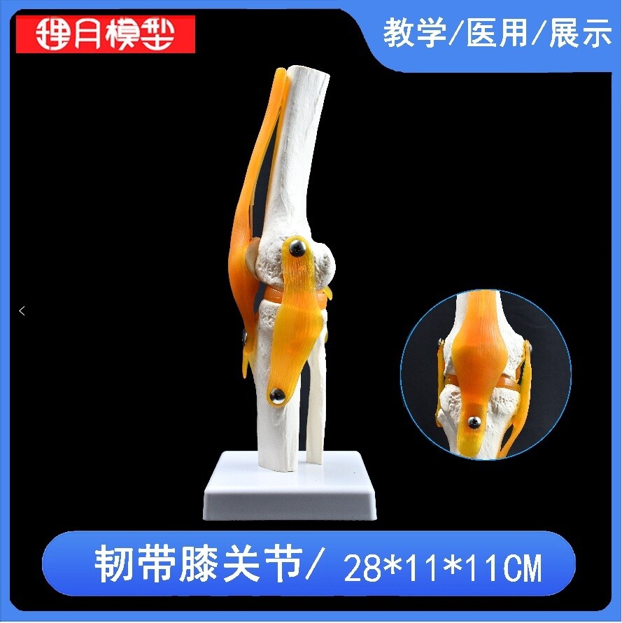 인체 뼈모형 실습 골격 구조 무릎 인대 뼈대 해부도 인간 해골 모형 병원 의사-01. 무릎 모델(세부)