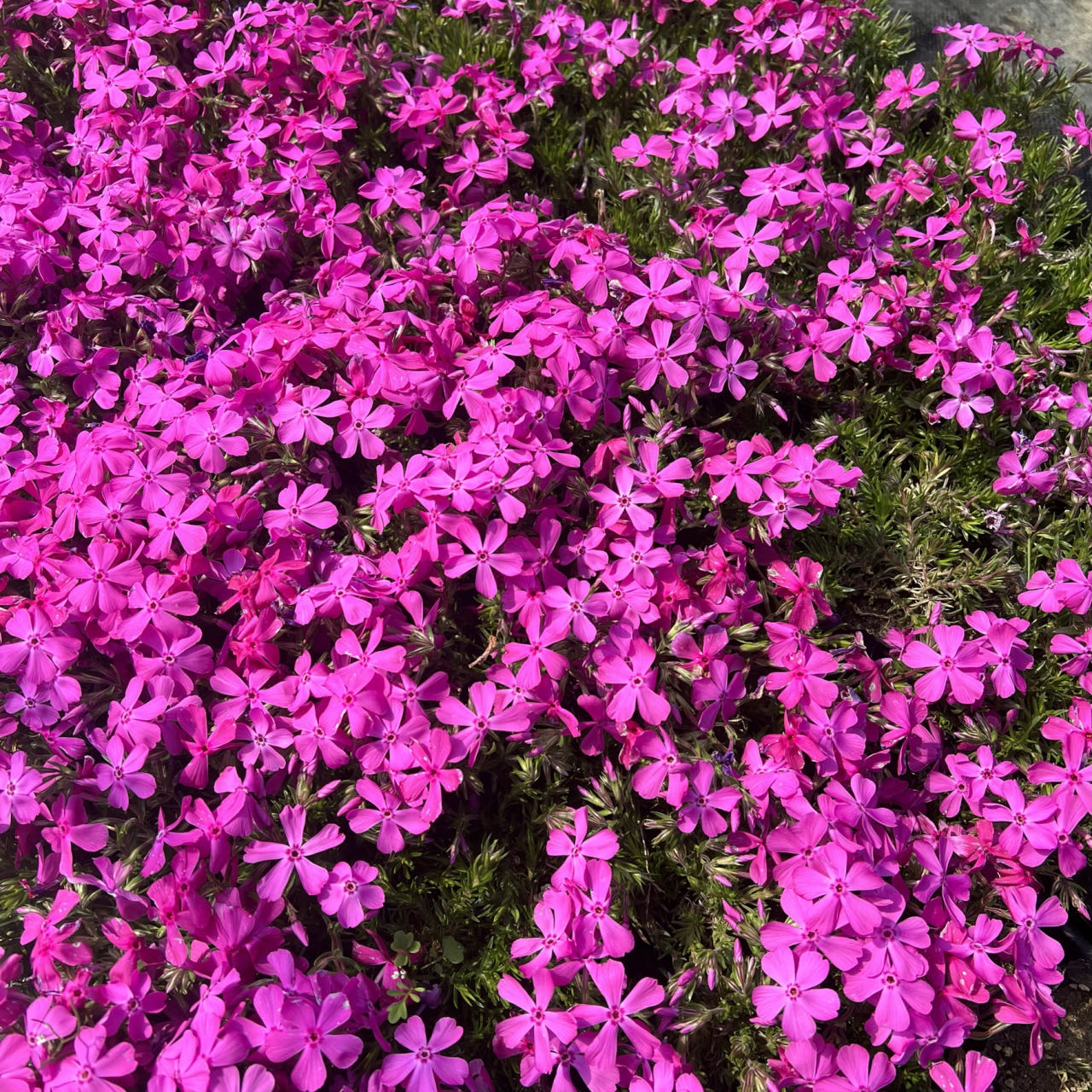 홍설 꽃잔디 핑크 핫핑크 진한분홍 꽃잔디 3치포트