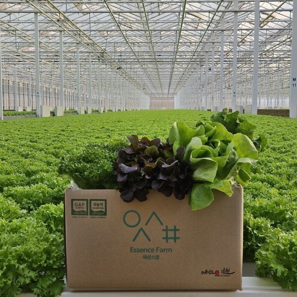 (신선집중) 무농약 친환경 유러피안 샐러드야채 모듬쌈채소 1kg 바타비아 크리스탈 버터헤드 로메인