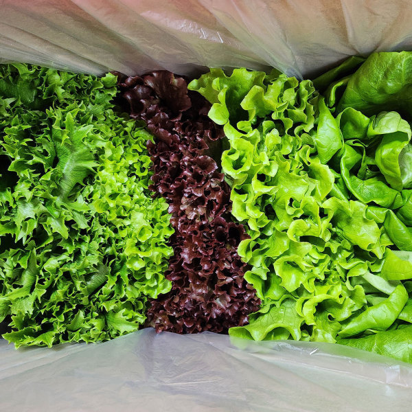 [오늘출발] 당일수확발송 버터헤드 카이피라 유러피안 샐러드 야채 유럽 상추 쌈채소 600g 1kg