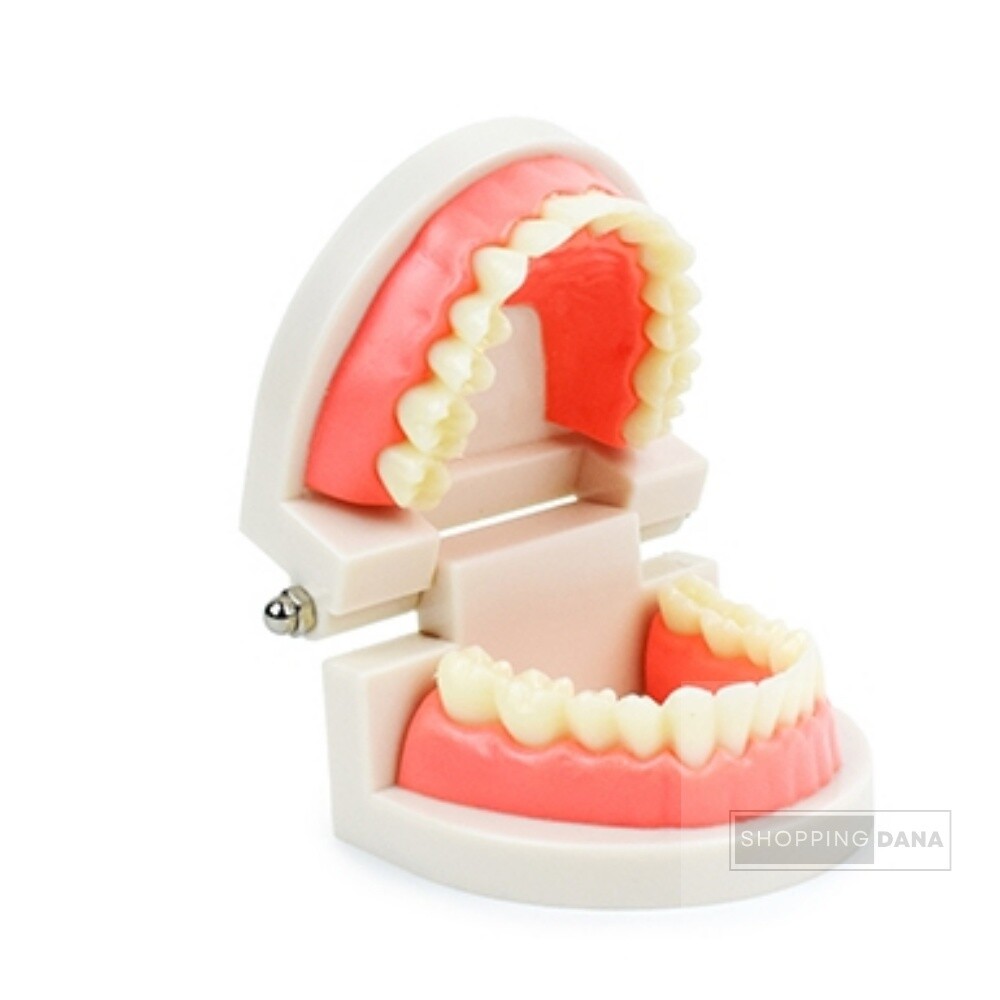 [오늘출발] DANA 치아모형 교육용치아형 아이들교육용치아모형 치과전시용치아모형 내구성좋은치아모형 양치체험용치아