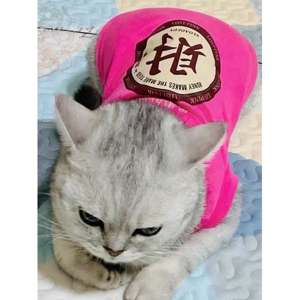 돈 많이 벌어요 가을 겨울 애완견 도빈 요크셔 고양이 중대형견 번산 드래