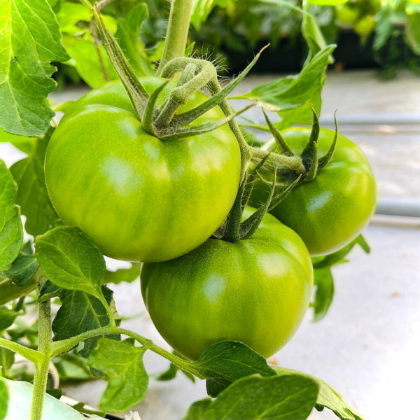 대저토마토 가정용 2.5kg (못난이 혼합과)