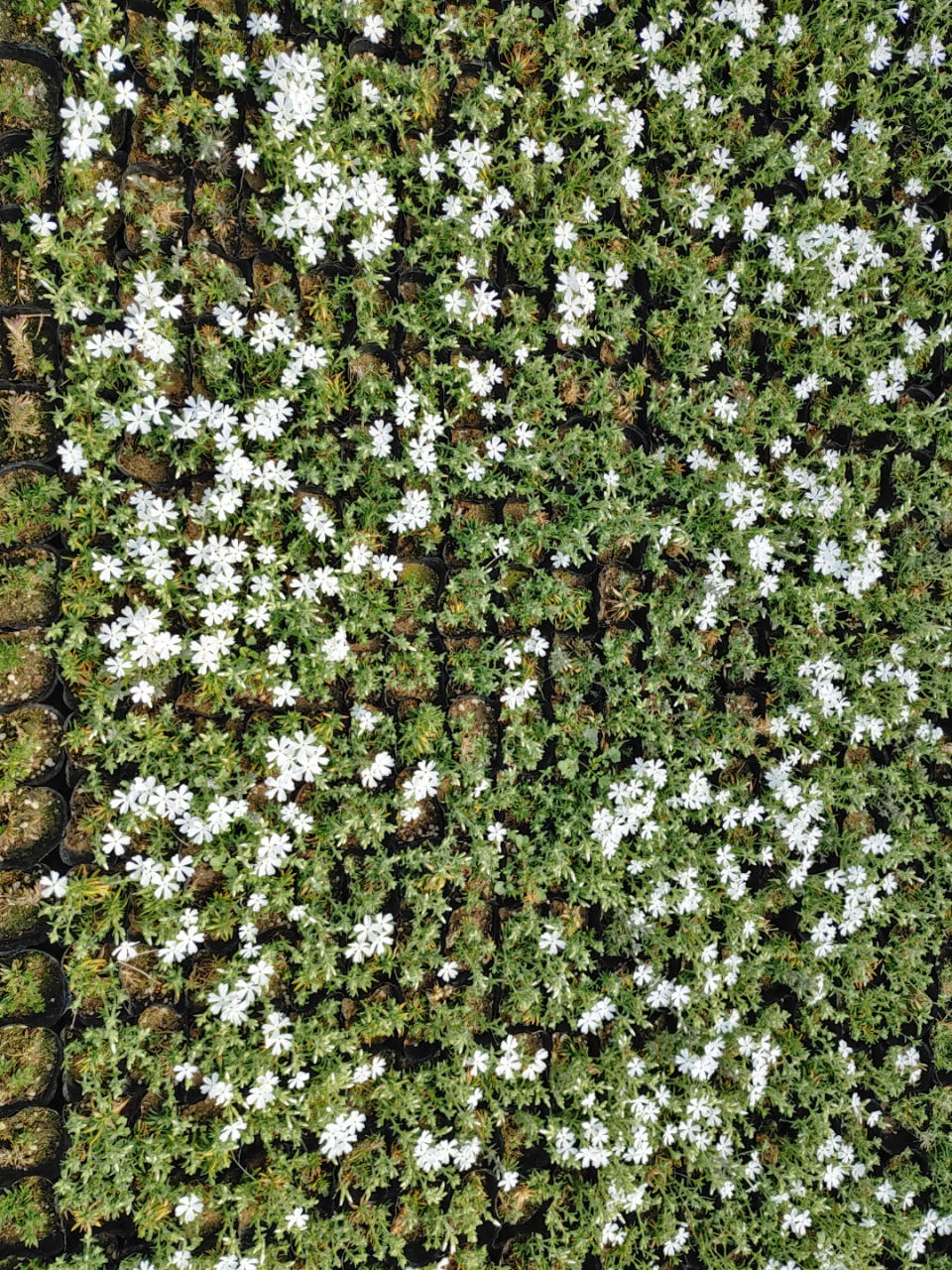 꽃잔디 백설 홍설 30 60 120개 세트 구성