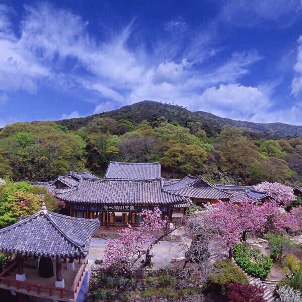 |충남| 서산 개심사/왕벚꽃/겹벚꽃/한우목장/해미읍성/간월도/봄꽃/인기/당일여행