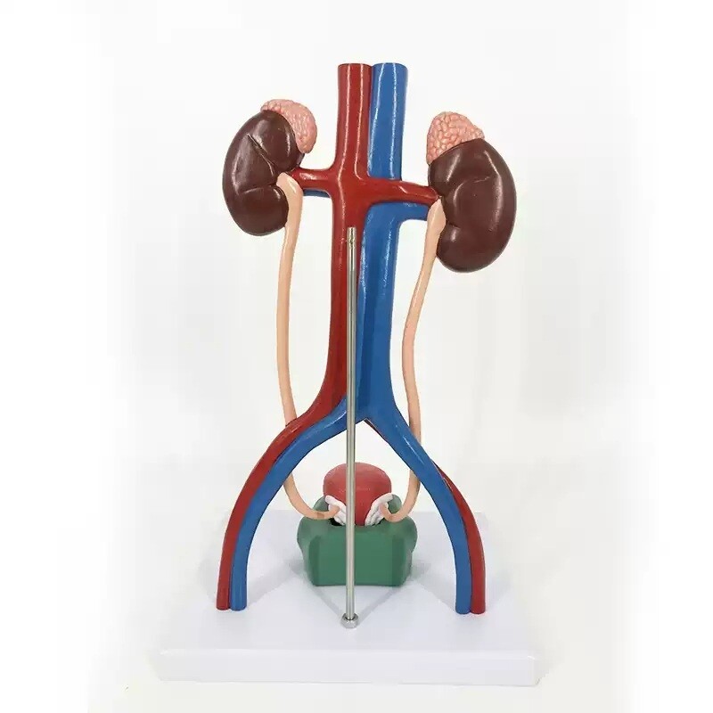 비뇨기계 모형 방광 신장 비뇨기과 교육용 인체 콩팥 시뮬레이션 교구