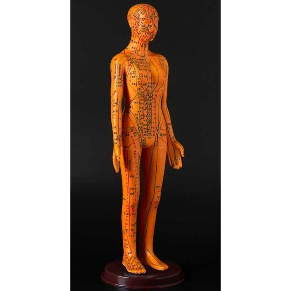 [해외] 혈자리 지압기 침자리 소프트 모델 52cm 40cm 전신 침술 마네킹 경혈 구리 마사지