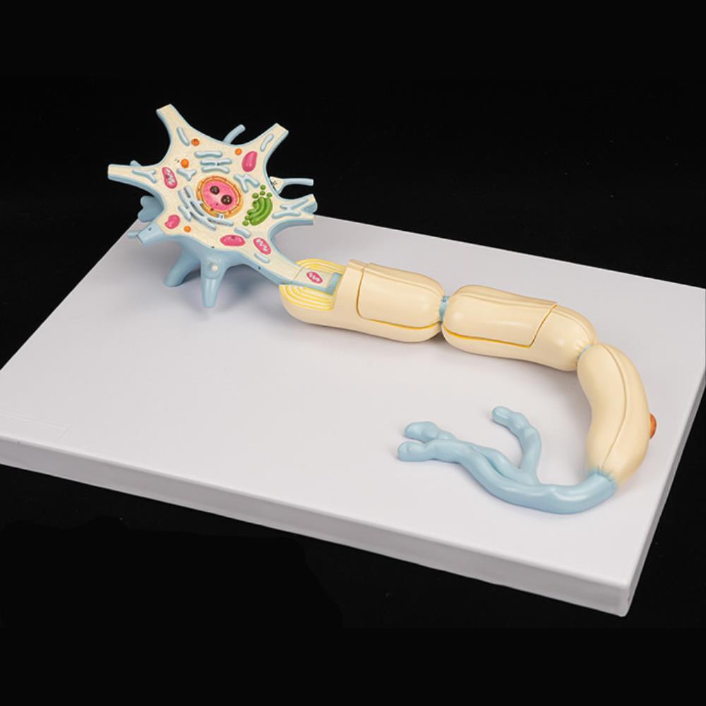 중고등 과학실 신경계 구조와 기능 학습용 확대형 뉴런모형 과학특강 인체근육 보건학