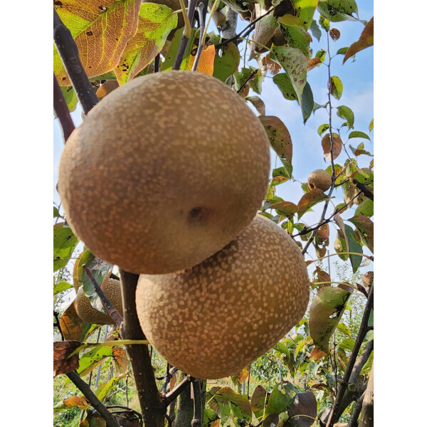 [오늘출발]나무1번지-  배나무 묘목 2년생 상묘(왕돌배황금배신고배화산배원황배)