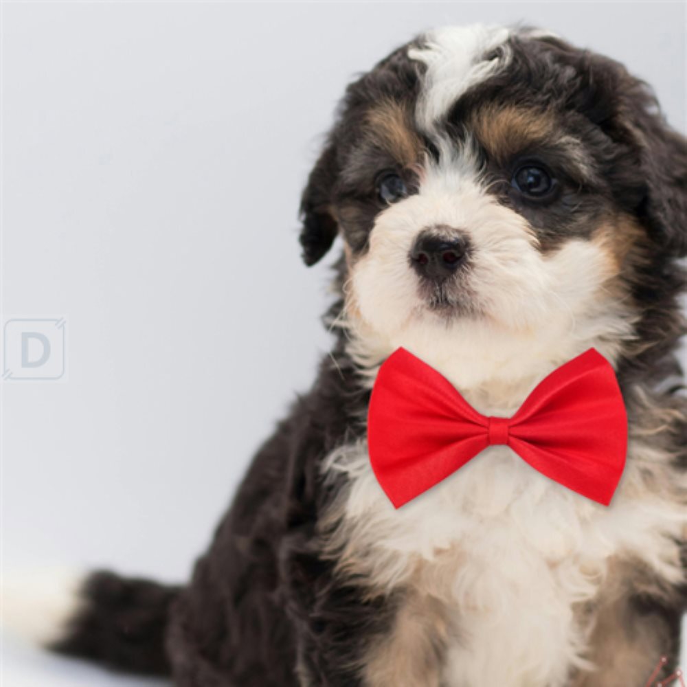 [오늘출발] 대성스토어 애견 나비넥타이_촬영/여행/산