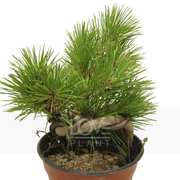 해송 소나무 분재 키우기 나무 묘목 야생화 개업 축하 화분 집들이 선물