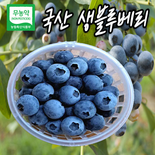 산지직송 친환경 국산 무농약 생블루베리 블루배리 생과 블루베리 국내산 맛있는 선물 한시적 특가행사중