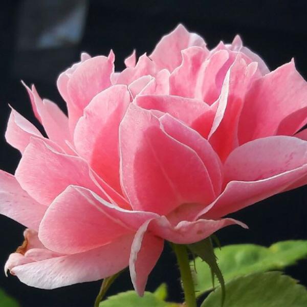 명품줄장미(로얄바카라)포트묘(개화주)_장미/꽃나무/조경수/정원수/묘목/A0865