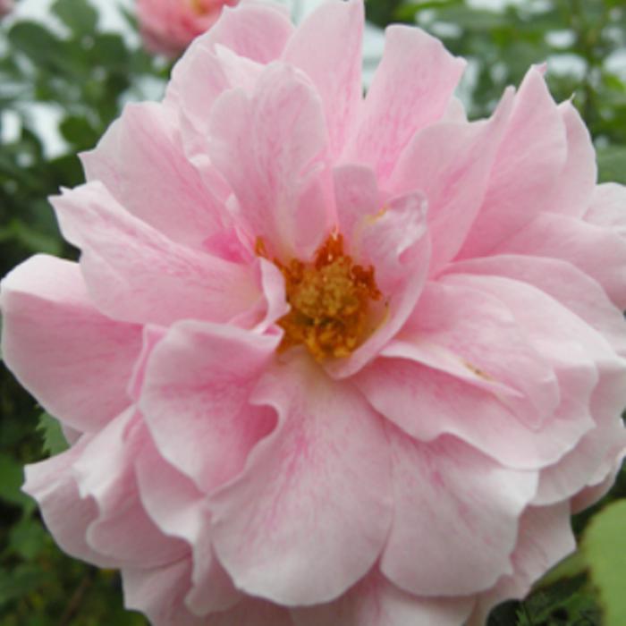 묘목덩굴장미- 줄장미 로얄바카라(다화성사계성)  Q525