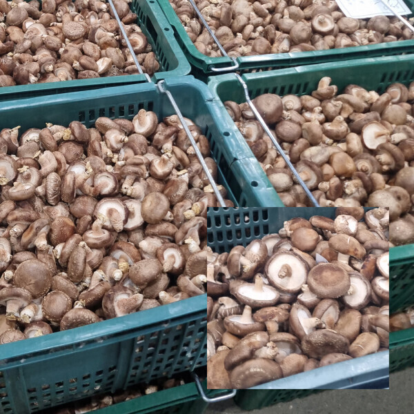 [오늘출발] 업소용 실속 못난이 표고버섯 표고 육수용 반찬용 대용량 5kg