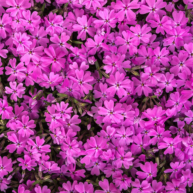 꽃잔디 홍설 야생화 패랭이 꽃모종 3치 포트묘 30개 무료배송