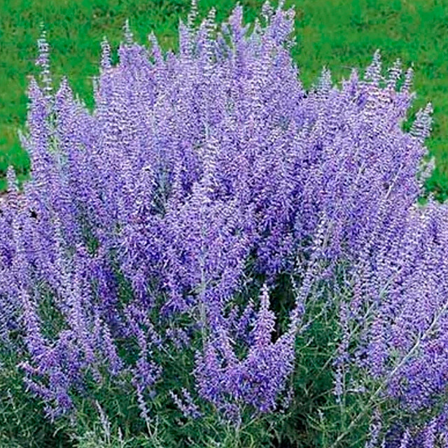 러시안세이지 모종 보라색꽃 노지월동 가을꽃 들꽃 야생화 3치 포트묘 40개 무료배송