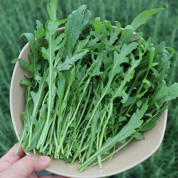 [오늘출발] 와일드 루꼴라 1kg 벌크포장 산지에서 싱싱함이 달라요