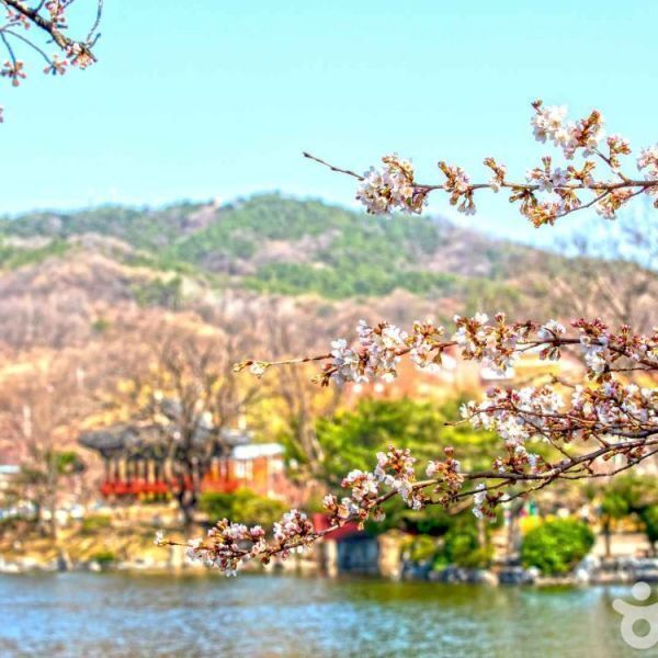 봄빛 가득한 김천 직지사 연화지벚꽃 방초정 부항댐출렁다리 당일여행 지원특가