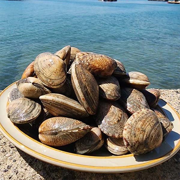 (물맛남)품질보장 제철 통영 왕바지락 1kg