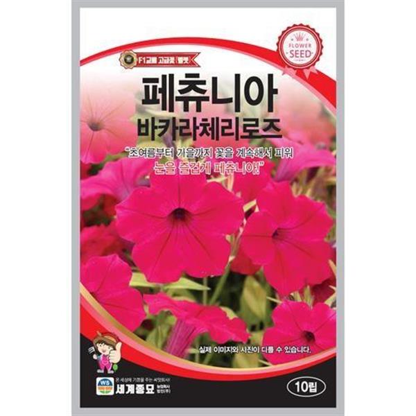 페츄니아바카라체리로즈 10립 씨앗 꽃씨 모종 구근 희귀꽃 심는꽃 야생화 봄 여름 가을 겨울