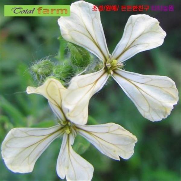 허브 루꼴라 Rucola 50립 씨앗 꽃씨 모종 구근 희귀꽃 심는꽃 야생화 봄 여름 가을 겨울