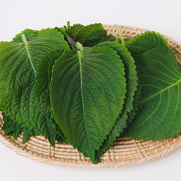 (신선집중) 경남 밀양 찹찹이 깻잎 1kg
