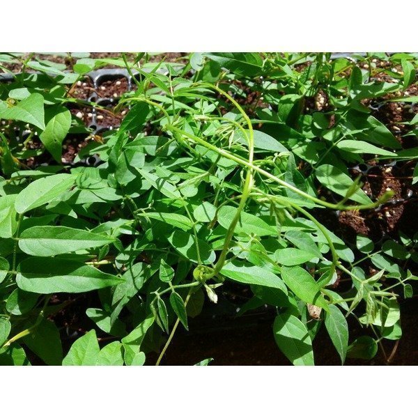 슈퍼 아피오스모종 5개 (트레이 5구) 인디언감자 모종