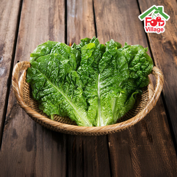 [오늘출발] 푸드빌리지 싱싱한 상추 적상추 청상추 상추 특품 4kg