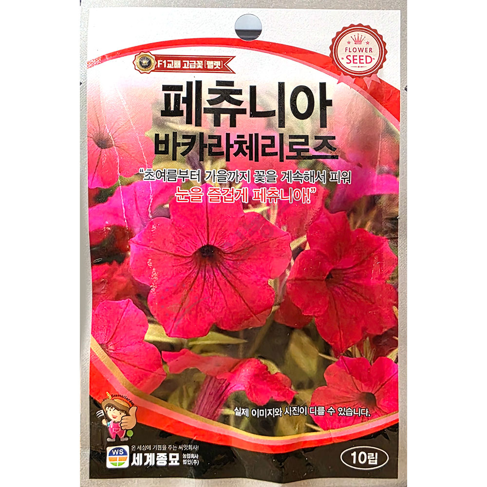 [오늘출발] 페츄니아 바카라체리로즈 10립 세계 25년 페츄니아꽃씨앗 페츄니아 바카라체리로즈