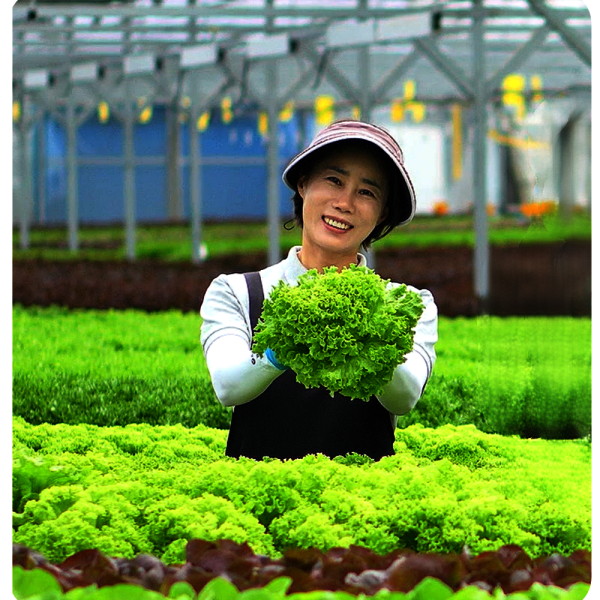 [오늘출발] 산지직송 무농약 수경재배 유럽상추 1kg 샐러드채소 버터헤드 크리스탈 로메인 모듬쌈 쌈채소