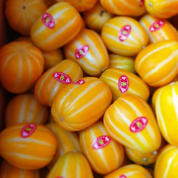 고당도 성주 꿀 참외 실중량 10kg 혼합 랜덤과 산지직송