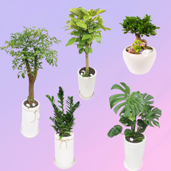 [오늘출발] 상주꽃배달 상주시개업화분 대형개업화분 당일배송 전국꽃배달