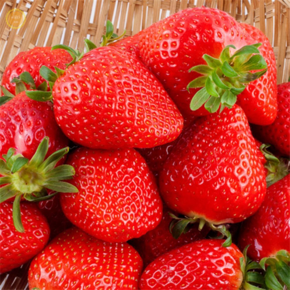 [오늘출발] 이루다100추천 죽향 딸기 2KG 상 신선과일 겨울과일 맛나는 생딸기