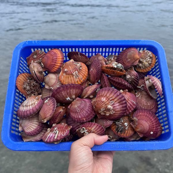 [오늘출발]달고 맛있는 통영 고성 신선 제철 홍가리비 제철 세척 비단 홍가리비
